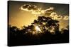 Awesome South Africa Collection - Trees Silhouette at Twilight on the Savanna-Philippe Hugonnard-Stretched Canvas