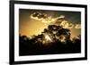 Awesome South Africa Collection - Trees Silhouette at Twilight on the Savanna-Philippe Hugonnard-Framed Photographic Print