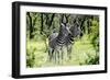 Awesome South Africa Collection - Two Burchell's Zebra I-Philippe Hugonnard-Framed Photographic Print