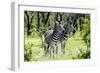 Awesome South Africa Collection - Two Burchell's Zebra I-Philippe Hugonnard-Framed Photographic Print