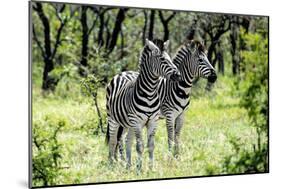 Awesome South Africa Collection - Two Burchell's Zebra I-Philippe Hugonnard-Mounted Photographic Print