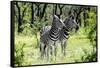 Awesome South Africa Collection - Two Burchell's Zebra I-Philippe Hugonnard-Framed Stretched Canvas