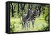 Awesome South Africa Collection - Two Burchell's Zebra I-Philippe Hugonnard-Framed Stretched Canvas