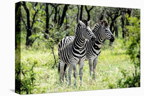 Awesome South Africa Collection - Two Burchell's Zebra I-Philippe Hugonnard-Stretched Canvas