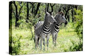 Awesome South Africa Collection - Two Burchell's Zebra I-Philippe Hugonnard-Stretched Canvas