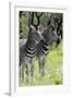 Awesome South Africa Collection - Two Burchell's Zebra II-Philippe Hugonnard-Framed Photographic Print