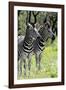 Awesome South Africa Collection - Two Burchell's Zebra II-Philippe Hugonnard-Framed Photographic Print