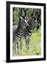 Awesome South Africa Collection - Two Burchell's Zebra II-Philippe Hugonnard-Framed Photographic Print