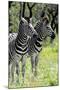 Awesome South Africa Collection - Two Burchell's Zebra II-Philippe Hugonnard-Mounted Photographic Print