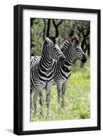 Awesome South Africa Collection - Two Burchell's Zebra II-Philippe Hugonnard-Framed Photographic Print