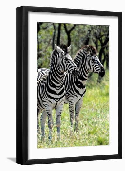 Awesome South Africa Collection - Two Burchell's Zebra II-Philippe Hugonnard-Framed Photographic Print