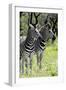 Awesome South Africa Collection - Two Burchell's Zebra II-Philippe Hugonnard-Framed Photographic Print