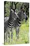 Awesome South Africa Collection - Two Burchell's Zebra II-Philippe Hugonnard-Stretched Canvas