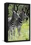 Awesome South Africa Collection - Two Burchell's Zebra II-Philippe Hugonnard-Framed Stretched Canvas