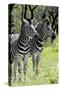 Awesome South Africa Collection - Two Burchell's Zebra II-Philippe Hugonnard-Stretched Canvas