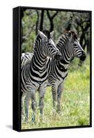Awesome South Africa Collection - Two Burchell's Zebra II-Philippe Hugonnard-Framed Stretched Canvas