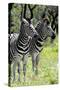 Awesome South Africa Collection - Two Burchell's Zebra II-Philippe Hugonnard-Stretched Canvas