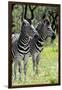 Awesome South Africa Collection - Two Burchell's Zebra II-Philippe Hugonnard-Framed Photographic Print