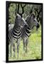 Awesome South Africa Collection - Two Burchell's Zebra II-Philippe Hugonnard-Framed Photographic Print