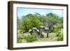Awesome South Africa Collection - Two Burchell's Zebra III-Philippe Hugonnard-Framed Photographic Print