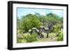 Awesome South Africa Collection - Two Burchell's Zebra III-Philippe Hugonnard-Framed Photographic Print