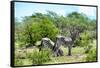 Awesome South Africa Collection - Two Burchell's Zebra III-Philippe Hugonnard-Framed Stretched Canvas