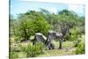 Awesome South Africa Collection - Two Burchell's Zebra III-Philippe Hugonnard-Stretched Canvas