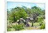 Awesome South Africa Collection - Two Burchell's Zebra III-Philippe Hugonnard-Framed Photographic Print