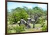 Awesome South Africa Collection - Two Burchell's Zebra III-Philippe Hugonnard-Framed Photographic Print