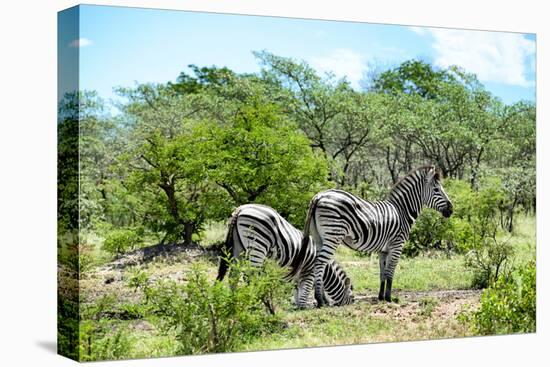 Awesome South Africa Collection - Two Burchell's Zebra III-Philippe Hugonnard-Stretched Canvas