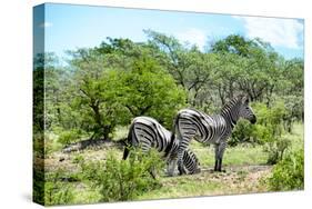 Awesome South Africa Collection - Two Burchell's Zebra III-Philippe Hugonnard-Stretched Canvas