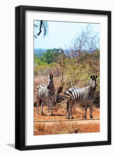 Awesome South Africa Collection - Two Burchell's Zebra on Savanna I-Philippe Hugonnard-Framed Photographic Print