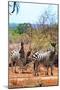 Awesome South Africa Collection - Two Burchell's Zebra on Savanna I-Philippe Hugonnard-Mounted Photographic Print