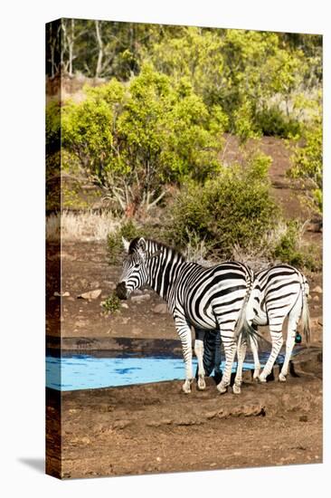 Awesome South Africa Collection - Two Burchell's Zebra-Philippe Hugonnard-Stretched Canvas