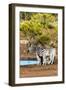 Awesome South Africa Collection - Two Burchell's Zebra-Philippe Hugonnard-Framed Photographic Print