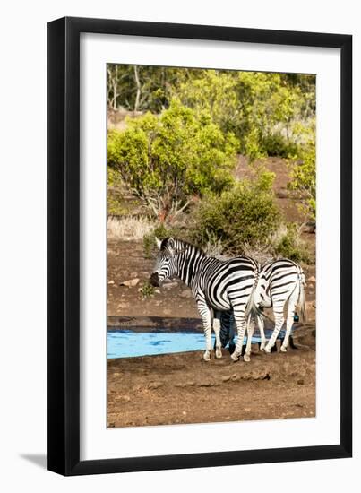 Awesome South Africa Collection - Two Burchell's Zebra-Philippe Hugonnard-Framed Photographic Print