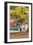 Awesome South Africa Collection - Two Burchell's Zebra-Philippe Hugonnard-Framed Photographic Print