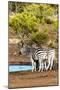 Awesome South Africa Collection - Two Burchell's Zebra-Philippe Hugonnard-Mounted Photographic Print