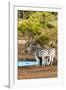 Awesome South Africa Collection - Two Burchell's Zebra-Philippe Hugonnard-Framed Photographic Print