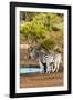 Awesome South Africa Collection - Two Burchell's Zebra-Philippe Hugonnard-Framed Photographic Print