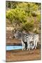 Awesome South Africa Collection - Two Burchell's Zebra-Philippe Hugonnard-Mounted Photographic Print