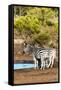 Awesome South Africa Collection - Two Burchell's Zebra-Philippe Hugonnard-Framed Stretched Canvas