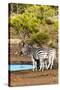 Awesome South Africa Collection - Two Burchell's Zebra-Philippe Hugonnard-Stretched Canvas