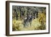 Awesome South Africa Collection - Two Burchell's Zebra-Philippe Hugonnard-Framed Photographic Print