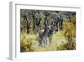 Awesome South Africa Collection - Two Burchell's Zebra-Philippe Hugonnard-Framed Photographic Print