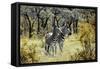 Awesome South Africa Collection - Two Burchell's Zebra-Philippe Hugonnard-Framed Stretched Canvas