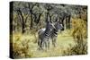 Awesome South Africa Collection - Two Burchell's Zebra-Philippe Hugonnard-Stretched Canvas