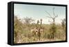 Awesome South Africa Collection - Two Giraffes I-Philippe Hugonnard-Framed Stretched Canvas