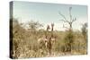 Awesome South Africa Collection - Two Giraffes I-Philippe Hugonnard-Stretched Canvas