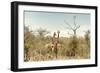 Awesome South Africa Collection - Two Giraffes I-Philippe Hugonnard-Framed Photographic Print